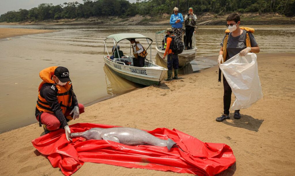 Pesquisadores da UFAM encontram carcaças de 23 botos em Coari