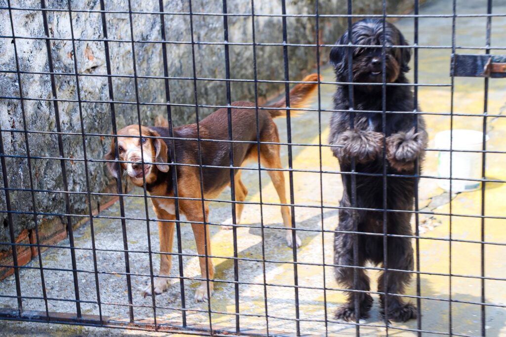 Campanha de vacinação antirrábica animal prossegue na zona urbana da capital