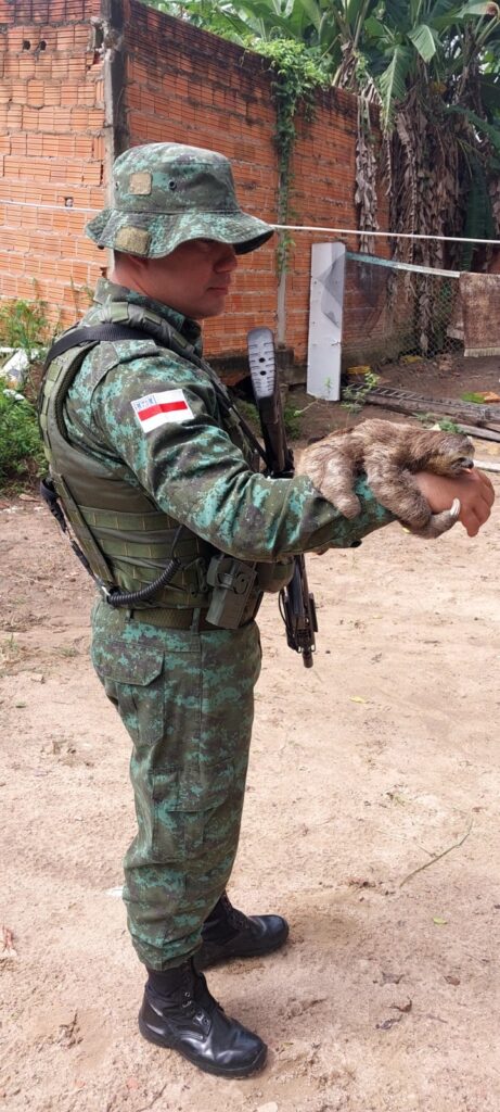 Bicho-preguiça é resgatado em bairro da Zona Norte de Manaus e entregue ao Ibama