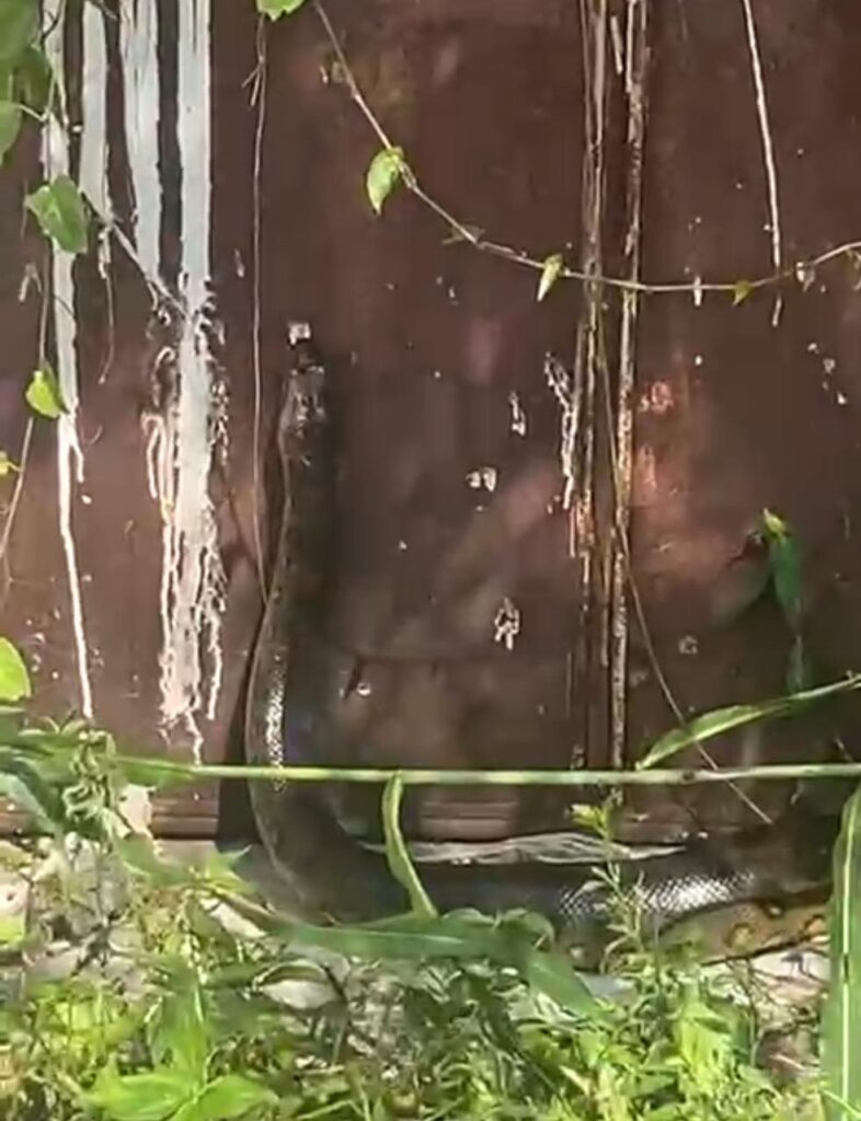 VÍDEO: Cobra aparece em terreno baldio e mata gato na Zona Centro-Oeste de Manaus