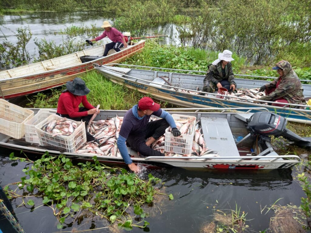 Careiro da Várzea recebe apoio do Governo do AM para retomada da pesca do mapará