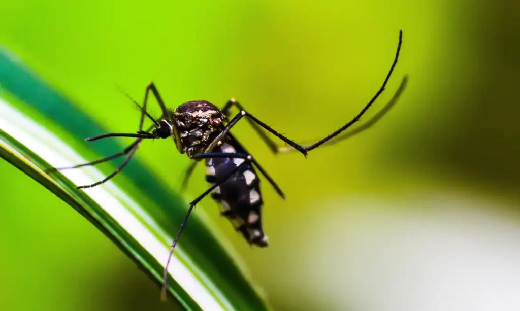 Cientistas desenvolvem produto para combater mosquito da dengue