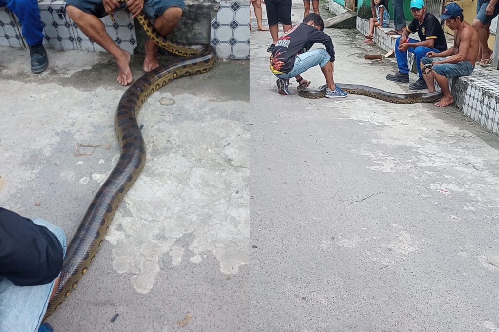 Sucuri é flagrada passeando em rua do bairro Riacho Doce, em Manaus