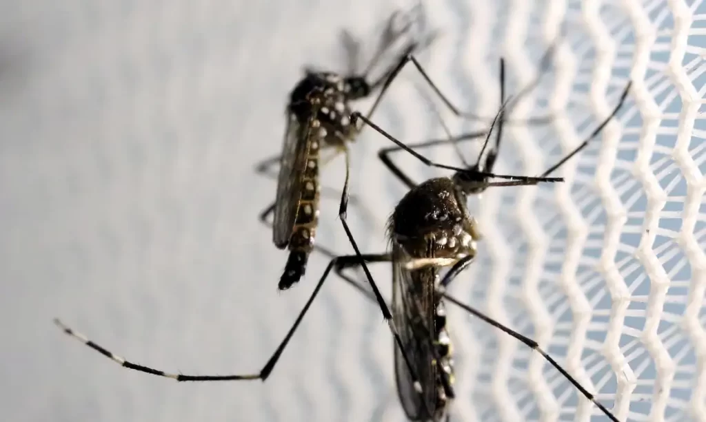 Amazonas tem 2 mortes por dengue confirmadas pelo Governo do Estado