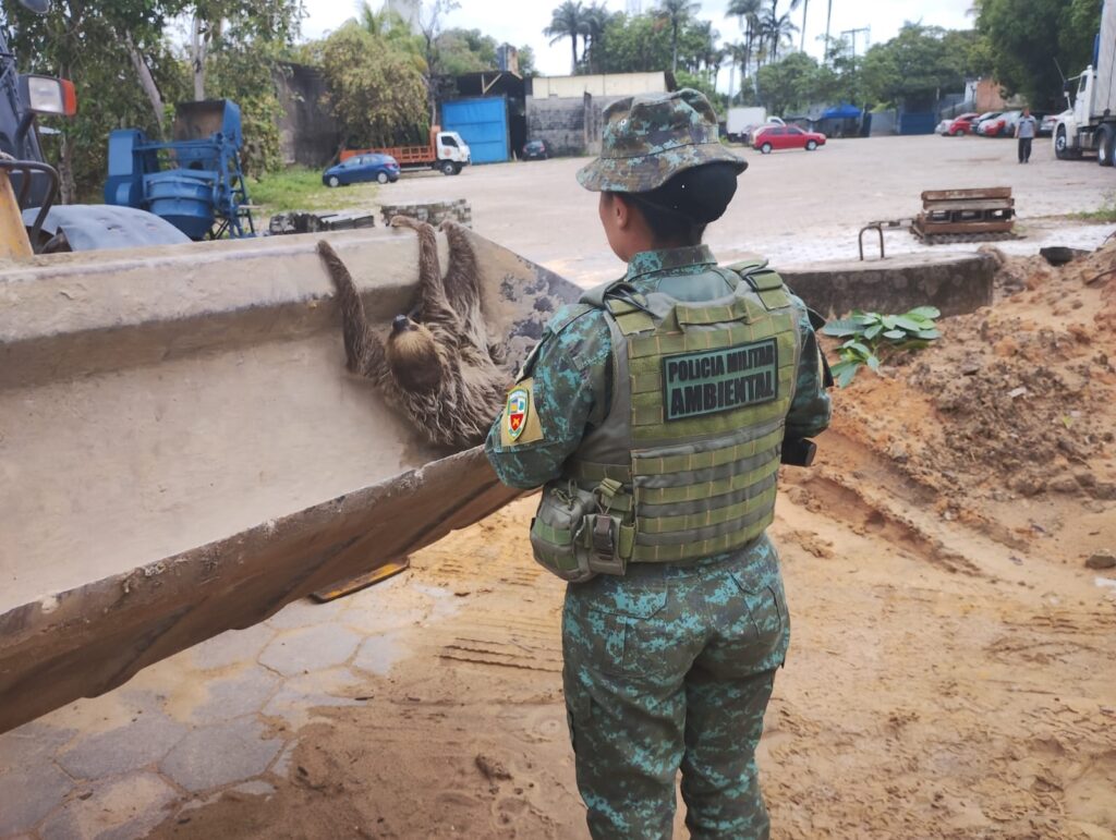 Cobra jiboia e bicho-preguiça são resgatados em Manaus