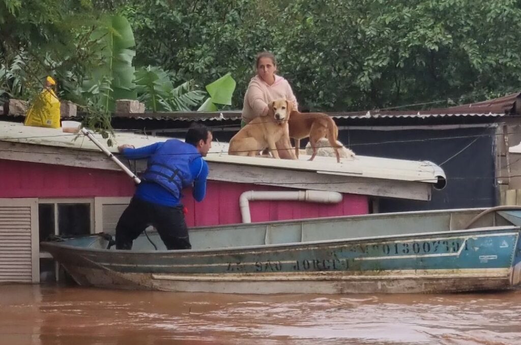 Campanha para ajudar animais afetados pela enchente no RS é organizada em Manaus