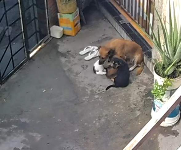 Polícia Civil do Amazonas prende homem por maus-tratos contra quatro cães no bairro Gilberto Mestrinho – Polícia Civil do AM Polícia Civil do Amazonas prende homem por maus-tratos contra quatro cães no bairro Gilberto Mestrinho – Polícia Civil do AM