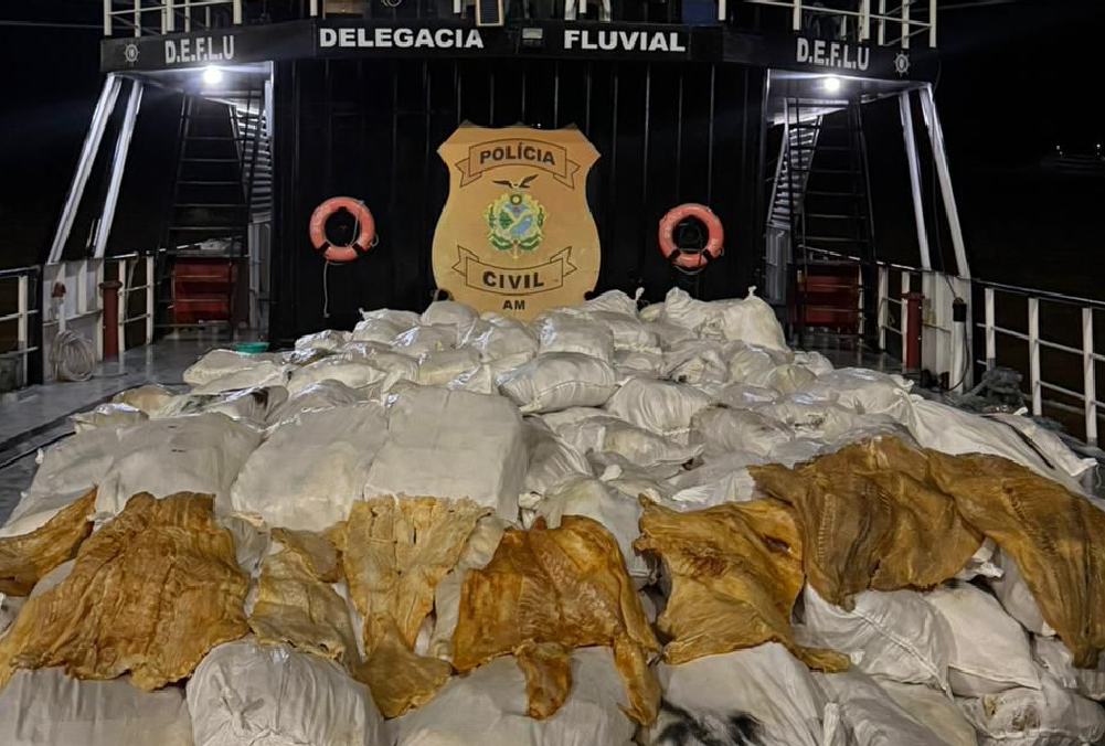 PC-AM apreende 12 toneladas de pirarucu seco em embarcação próximo à Itacoatiara – Polícia Civil do AM PC-AM apreende 12 toneladas de pirarucu seco em embarcação próximo à Itacoatiara – Polícia Civil do AM